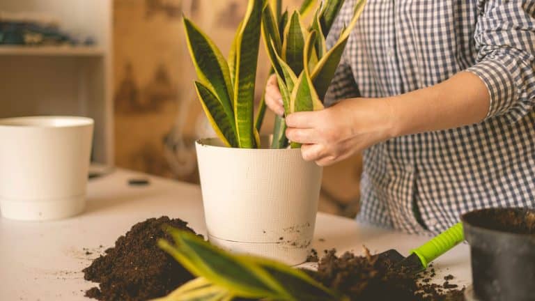 Woman fixing and replanting her snake plant, Snake Plant Leaves Falling Over? Guide to Causes and Fixes - 1600x900