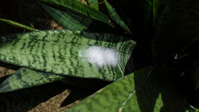 Mold on a snake plant leaf, Dealing with Mold and Mildew on Snake Plants [Effective Solutions and Prevention Tips] - 1600x900