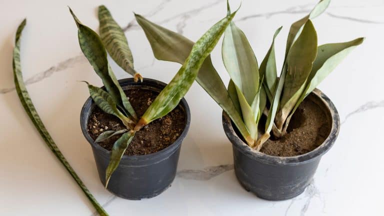 Snake plant suffering from root rot, Root Rot in Snake Plants—Prevention and Cure Tactics for Healthy Growth - 1600x900