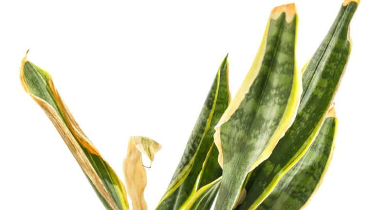 A snake plant suffering from a disease, Addressing Snake Plant Nutrient Deficiencies—Essential Tips for Healthy Growth - 1600x900