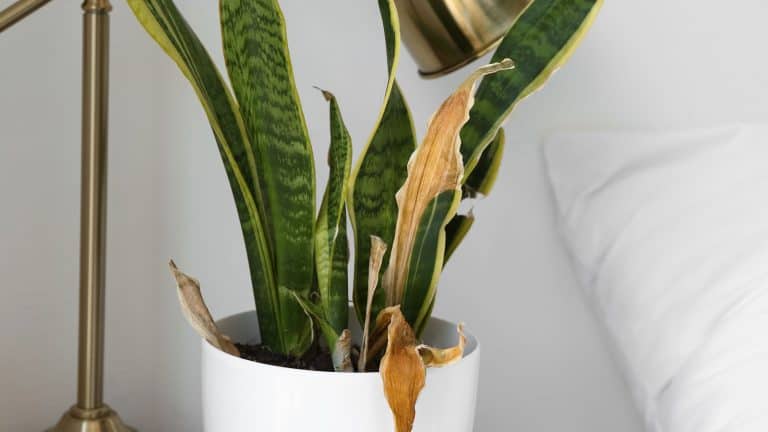 A snake plant with a brown leaf, How to Fix Patchy or Uneven Leaf Color in Snake Plants - 1600x900