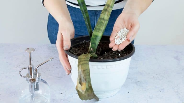 Woman putting small amount of fertilizer to help her dying snake plant, Effective Solutions and Prevention Tips for Dealing with Odor Issues in Snake Plants - 1600x900