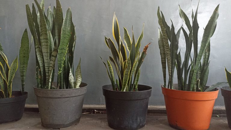 Three beautiful snake plants on different colored pots, How Snake Plants Improve Indoor Air Quality - 1600x900