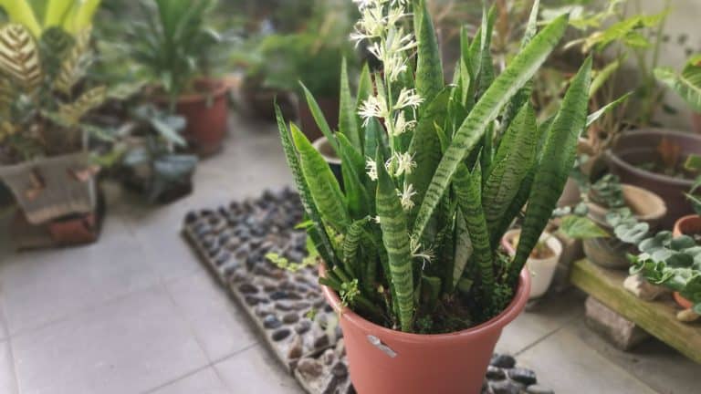 A beautiful snake plant on a clay pot, Addressing Slow Growth in Snake Plants [Effective Tips for Improved Progress] - 1600x900