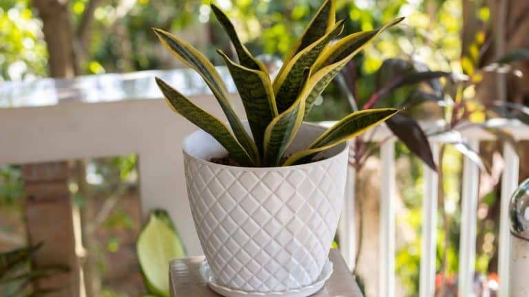 A snake plant planted on a white pot, The History and Origins of Snake Plants - 1600x900