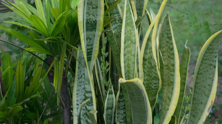 Snake plant photographed in the garden, Treating Scarring and Physical Damage on Snake Plants [Expert Solutions for Healthy Growth] - 1600x900